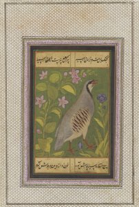 Uma perdiz chukar, folio manuscrito destacado com pintura, final do século XVI